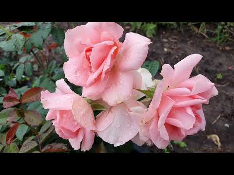 Йор Бьютифул (You're Beautiful) - фото 1 - id-p1335095151