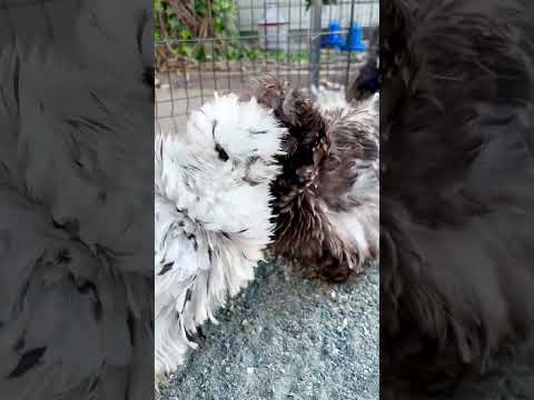 Frizzle chicken face off 😅