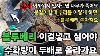블루베리 이것넣고 심었는데 수확량 두배 열매가 쏟아집니다! 나무전지 이렇게 안하면 죽어요! #블루베리나무심는…