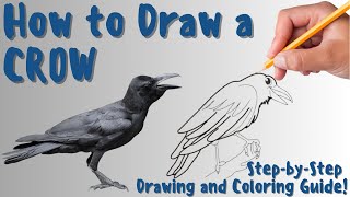 How To Draw A Crow - Fun & Easy Step-by-Step Drawing and Coloring Guide