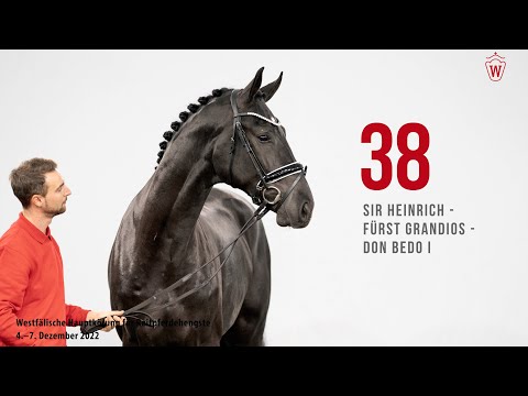 Westfälische Hauptkörung 2022 Reitpferde: Kat.Nr. 38  Sir Heinrich  -  Fürst Grandios  - Don Bedo I