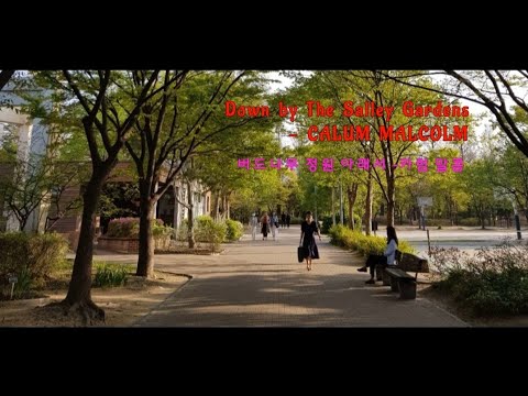 Down  by  The  Sally  Gardens - CALUM  MALCOLM  버드나무 정원 아래서 -카럼 말콤