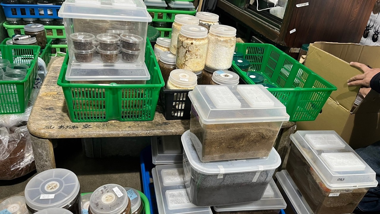 色々羽化したものの掘り出しとヤエヤママルバネ投入など