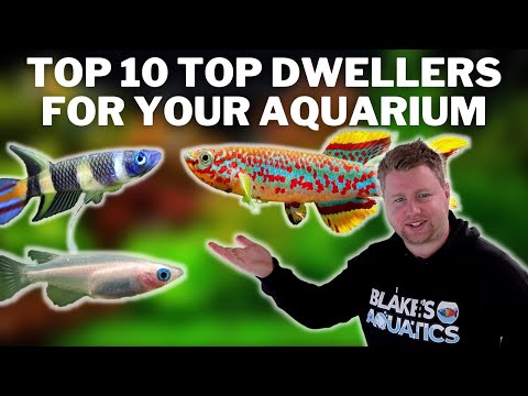 My Top 10 Top Dwelling Fish - Great Options for the Top Layer of Your Aquarium