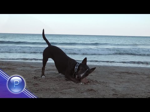 KUCHETO & MORETO / Кучето и морето - Веселин Маринов - Идвай, мое лято - инст., 2016