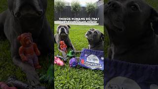 Human behaviour that makes zero sense to us 🤨 #doglife #dog #furparents #staffy