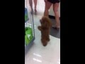 Poodle Walks on Hind Legs