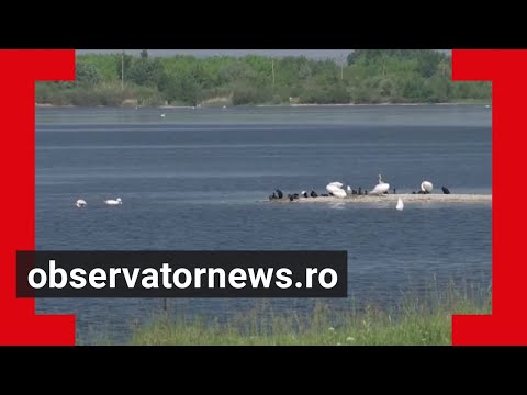 Spectacolul naturii în delta Olteniei din Ipoteşti