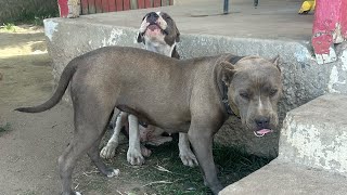 I’m Loving This Young Pack Of Bulls