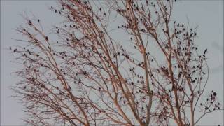 R. Schumann: Einsame Blumen - Lonely Flowers (Waldszenen op. 82)