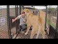 Another Eventful MOVING Day The Lion Whisperer