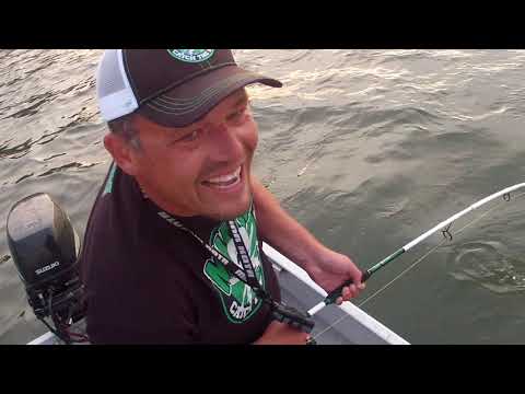 Mega meerval dril in hartje Rotterdam