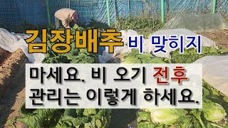 김장 배추 비 맞히지 마세요. 비 오기 전후 관리는 이렇게 하세요. 김장 배추 수확하기. 김장 배추 비 오기…