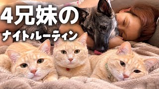 毎晩腕枕で寝る保護犬。歯磨きから寝るまでのナイトルーティン