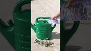 Download lagu Bikin racun rumput dari bahan di rumah mp3