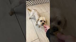 Video preview image #1 Maltipoo (Miniature) Puppy For Sale in Benton, LA, USA