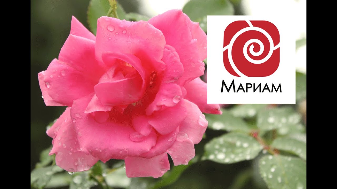 Прощение Ритуал  «Письмо Прощения»