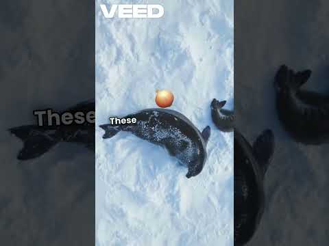 The Science of Snow How Snow Covered Forests Shape the Climate