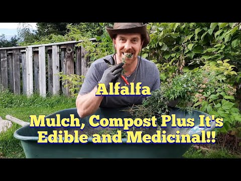 Alfalfa - Garden Mulch, Compost, and an Edible and Medicinal Plant