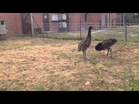 Goofy emus play around Video