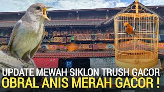 Download lagu PASAR BURUNG ! OBRAL ANIS MERAH TELER 1JT FULL SET SIKATAN LONDO TRUSH PASAR BURUNG PRAMUKA  mp3
