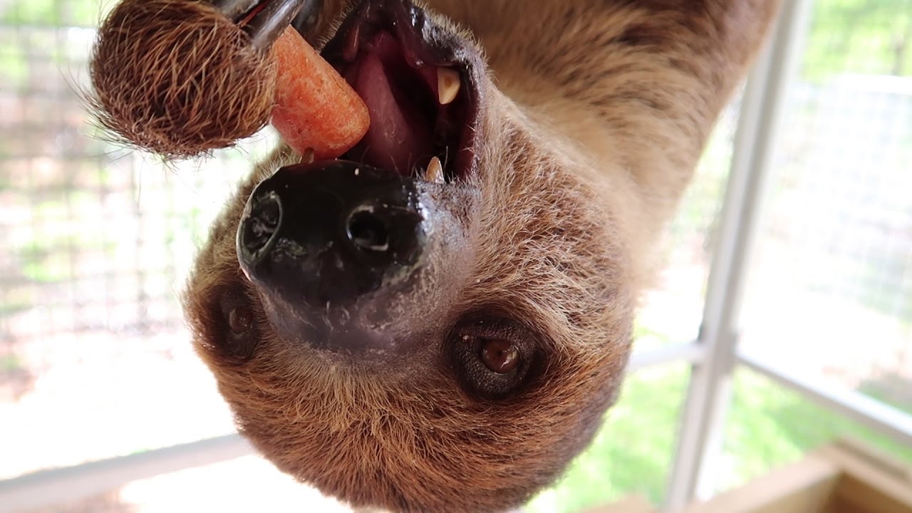 Hire Amazing Animals INC - Animal Entertainment in Orlando, Florida