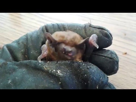 Bat feeding / Denevér etetés