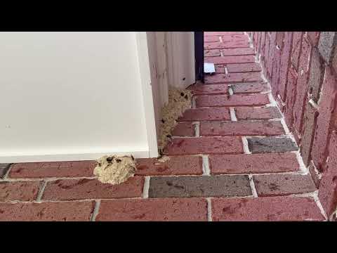 Large Yellow Jacket Nest Under the Window in...