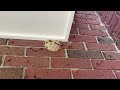 Large Yellow Jacket Nest Under the Window in Little Silver, NJ