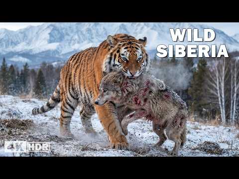 WILD SIBERIA