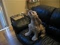 Dogs Imitating Sirens FunnyClix
