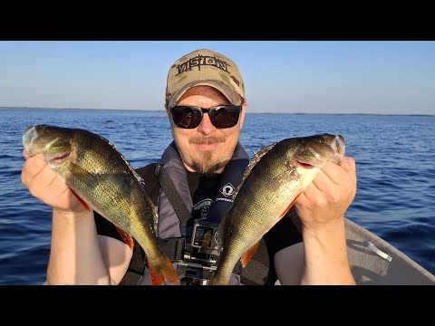 Jigataan ahventa perämerellä Iissä