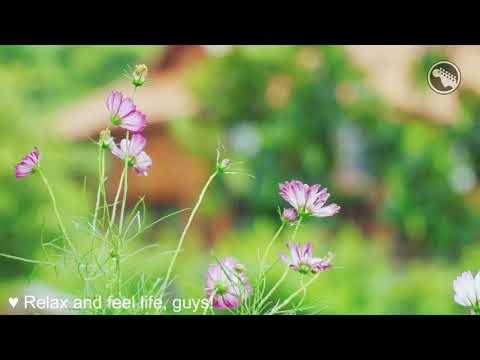 The 100 Most Beautiful Romantic Guitar Melodies   Greatest Old Classic Guitar Love Songs Collection