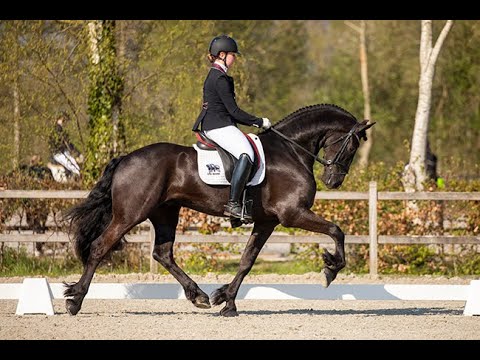 Stal Okkema's Haitse - Tsjalle x Onne - Star Gelding - 2018 - 1.68m