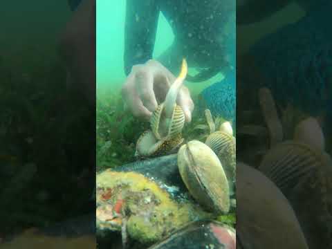 Kẻ Săn Mồi Xuất Hiện – Sò Ốc Sợ Tán Loạn! | Predator Appears, Shellfish Panic
