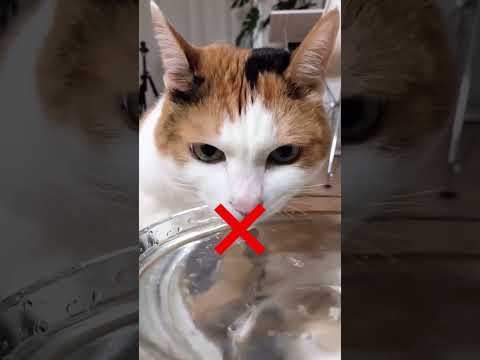 Jesu li mačke pametnije od psa? 🐱🤯