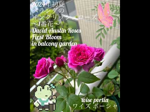 bac-a-fleurs-rebord-fenetre-alysse-idee-deco