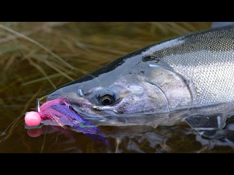 Addicted Alaska 1 - Alaskan Coho Salmon Fishing (Full Movie)