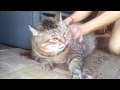 Злющий толстый кот Angry fat cat 