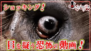 ⚠️検索してはいけない言葉⚠️衝撃映像！　悪魔の検索実況耐久バージョン🚫作業用#6🚫