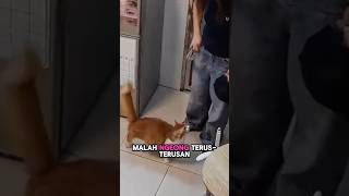 Download lagu Kucing ini punya cara sendiri untuk kasih kejutan majikannya 🥺😇 mp3