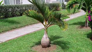 Dwarf Palm Trees