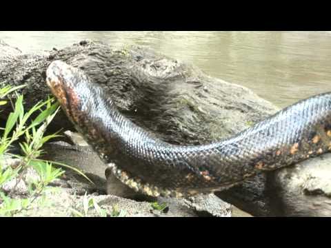 Reshinn, sangre de anaconda
