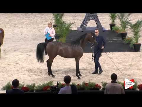 N.93 MORION - Paris 2015 - Colts 2-3 years old (Class CM5 A)