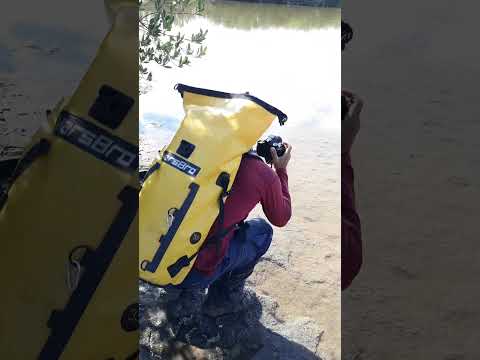 El privilegio de trabajar con los cocodrilos en la Ciénaga de Zapata.