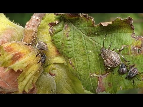 Smrdibuba - Insekt Koji Je Veoma ŠTETAN Za Biljke