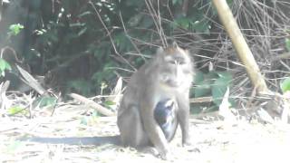 preview picture of video 'Семья обезьян - Субик Бей, Филиппины'