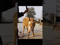 Special for slaughter #slaughtering tool #new slaughtering tool #slaughterhouse #cattle farmer