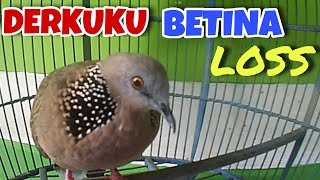 Download lagu Mantull‼️Derkuku Kuk 2 Betina Gacor Suara S3ks1 Memanggil. Obat Gacor mp3