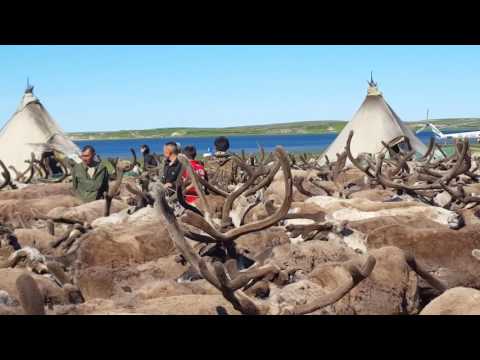 Les peuples nomades du Grand Nord sibérien